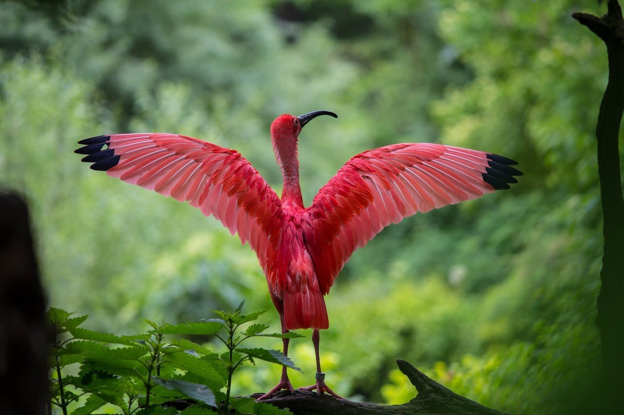 How to Optimize Images for Faster Website