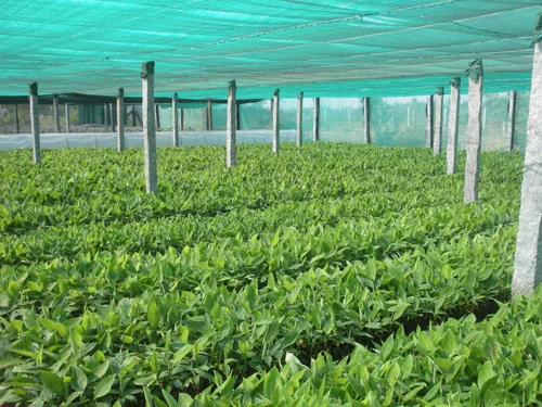 Understanding Quality Standards for Wholesale Tissue Culture Plants